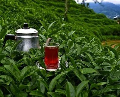 Çayın Lezzetli Olması İçin Ne Yapmalı?