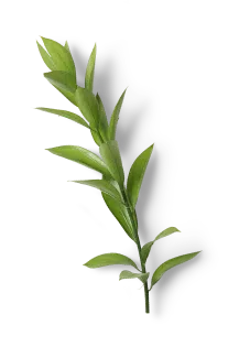 Çayın En Hesaplı Hali | Kaliteli Türk Çayı | Süzer Çay Online Satış